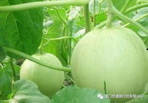 吃鸡瓜的功效,养生保健的天然良药，揭秘其神奇功效