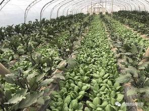 河基金 吃瓜,揭秘“吃瓜群众”背后的投资智慧