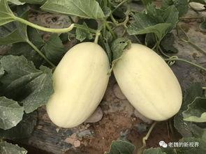 河基金 吃瓜,揭秘“吃瓜群众”背后的投资智慧