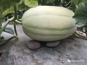 河基金 吃瓜,揭秘“吃瓜群众”背后的投资智慧