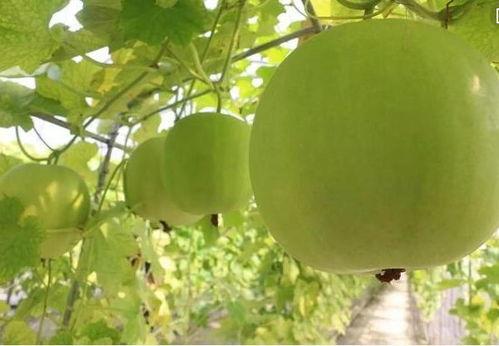 菩提瓜怎么吃,解锁健康美味新体验