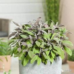 龙牙香草吃瓜,探寻夏日清新美食之旅