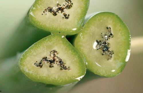 龙牙香草吃瓜,探寻夏日清新美食之旅