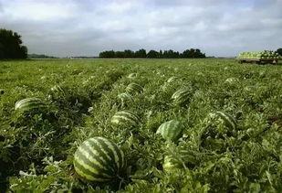 223吃瓜,网络舆论的狂欢与反思