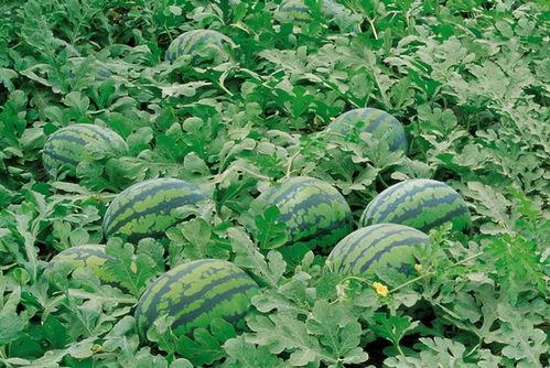 梦见种花喝酒吃花生瓜,种花、饮酒、花生瓜的奇幻之旅