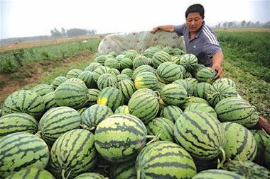 盘锦布车吃瓜,夏日里的瓜香四溢美食之旅