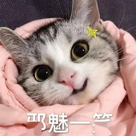 猫咪买瓜吃瓜图片搞笑,笑料横生萌态十足