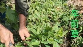 农村姑娘吃野瓜,农村姑娘的甜蜜回忆