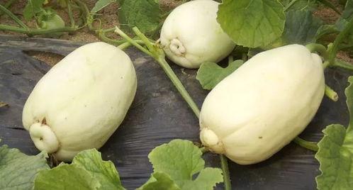 银瓜直接吃吗,轻松享受夏日清新美味