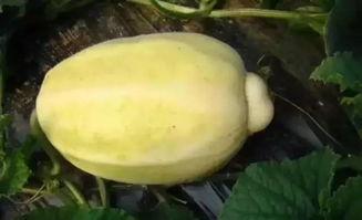 银瓜直接吃吗,轻松享受夏日清新美味