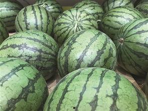 地瓜网吃瓜,揭秘娱乐圈那些鲜为人知的“瓜”