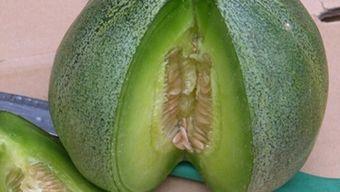 吃绿宝瓜吗,健康美味，你值得拥有