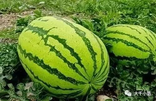 陈小哥吃瓜,揭秘娱乐圈幕后真相