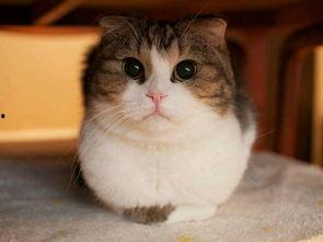 趣事猫吃瓜群,揭秘猫咪界的八卦风云