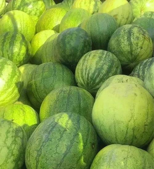 籽瓜可以怎么吃,解锁美味新吃法