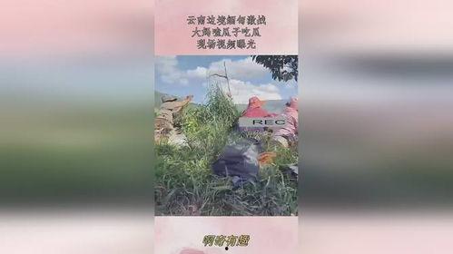 缅甸边境吃瓜现场,揭秘边境风情与民间故事