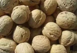 秦皇岛小岛吃瓜,夏日避暑吃瓜乐逍遥