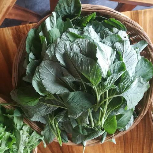 诸城常山吃瓜,瓜果飘香，品味夏日田园风情