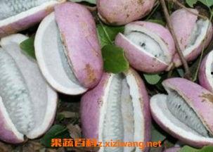 恩施白杨坪吃瓜