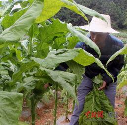 恩施白杨坪吃瓜