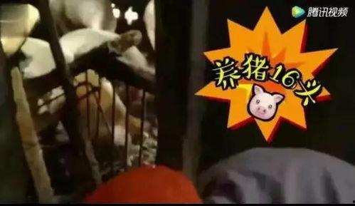 喂猪吃瓜视频,喂猪吃瓜视频走红网络