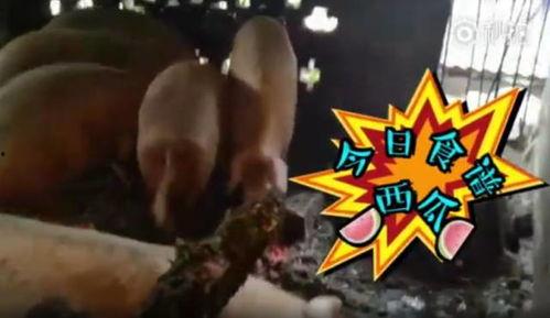 喂猪吃瓜视频,喂猪吃瓜视频走红网络