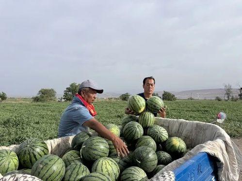 天涯 吃瓜2.0,揭秘网络热议背后的真相与笑料