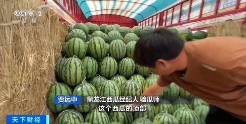 天涯 吃瓜2.0,揭秘网络热议背后的真相与笑料