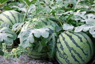 吃瓜的操作,一场全民参与的娱乐盛宴