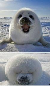 猫咪买瓜吃瓜图片搞笑,笑料横生萌态十足