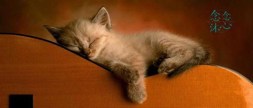 猫咪买瓜吃瓜图片搞笑,笑料横生萌态十足