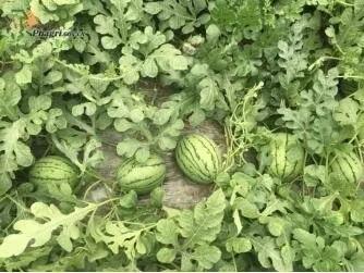 吃瓜群众金女士,揭秘娱乐圈那些事儿