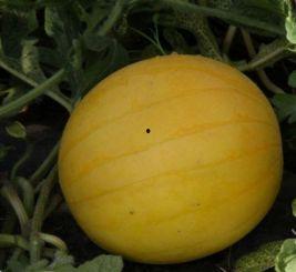 吃药可以吃小瓜吗,小瓜可否成为美食伴侣？