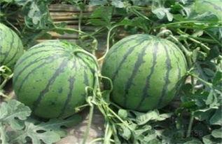 吃瓜系统西瓜值,吃瓜系统中的甜蜜奥秘