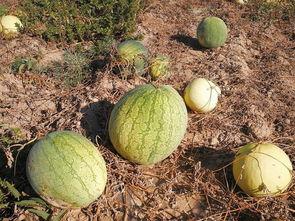 吃瓜系统西瓜值,吃瓜系统中的甜蜜奥秘