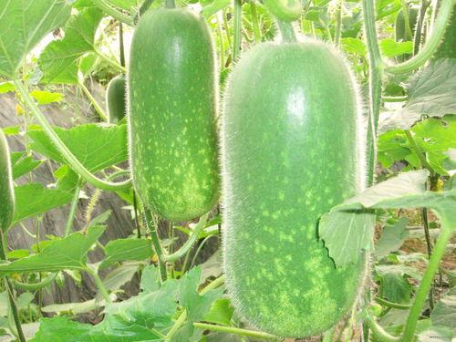 盐城大网红吃瓜事件,揭秘网络舆论的风云变幻