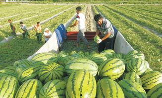 盐城大网红吃瓜事件,揭秘网络舆论的风云变幻
