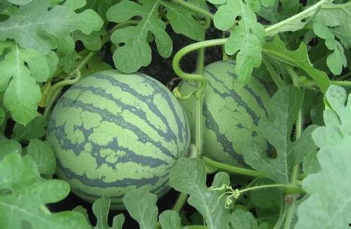 盐城大网红吃瓜事件,揭秘网络舆论的风云变幻