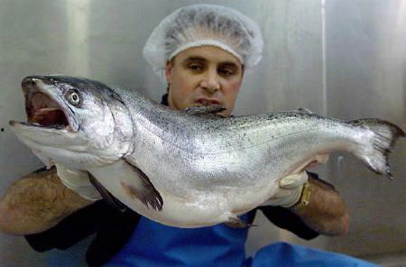 肥鱼吃瓜,揭秘网络热点的趣味与真相