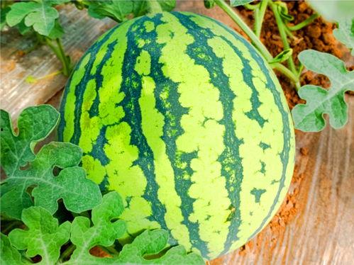 让我看看吃瓜,跟随“吃瓜群众”探寻明星幕后故事