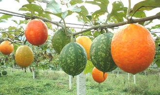 吊瓜吃胖了,一瓜吃胖的甜蜜诱惑