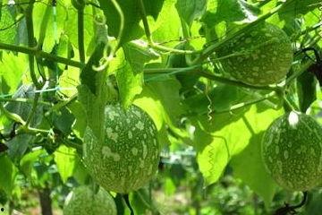 吊瓜吃胖了,一瓜吃胖的甜蜜诱惑