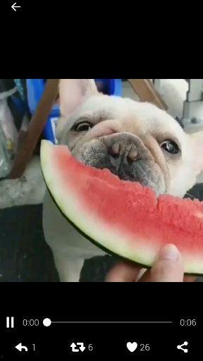 搞笑聊天炸裂吃瓜,搞笑聊天炸裂，吃瓜群众狂欢