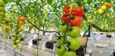 苏州相城吃瓜,夏日吃瓜指南，尽享清凉夏日时光