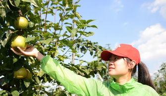 苏州相城吃瓜,夏日吃瓜指南，尽享清凉夏日时光
