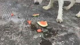 大型狗吃瓜,巨型犬的瓜田奇遇记