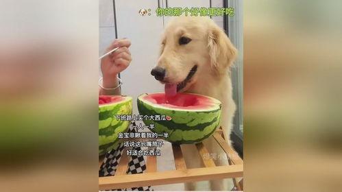 大型狗吃瓜,巨型犬的瓜田奇遇记