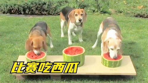 大型狗吃瓜,巨型犬的瓜田奇遇记