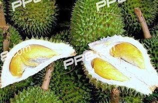 吃榴莲能吃小白瓜吗,探索两者搭配的饮食奥秘