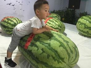 1.22吃瓜事件,揭秘网络舆论的风云变幻